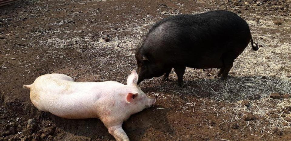 Le Gite Du Koniambo Voh Exteriör bild